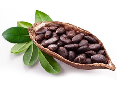 Le cacao biologique et ses propriétés en cosmétique naturelle